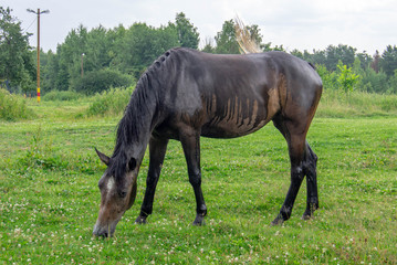 Obraz na płótnie Canvas Brown horse grazing in the rain in a forest clearing on a summer day