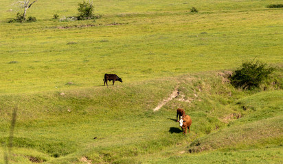 Cattle farm for meat export in Brazil5