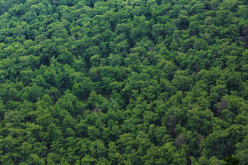 Fototapeta na wymiar top view of the tops of trees of coniferous forests in the Antalya, Turkey