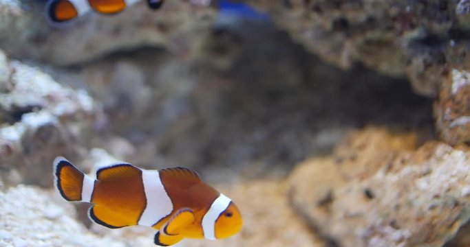 Clown Fish that White and Orange Swimming Through a Coal Reef, 4K