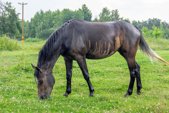 Brown horse grazing in the rain in a forest clearing on a summer day