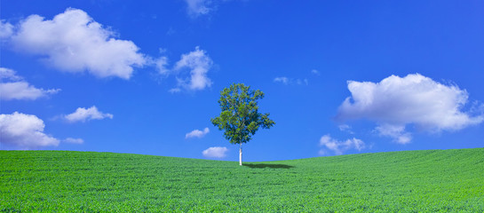 草原と白樺の木と青空