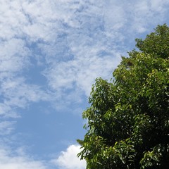 green tree and blue sky background
