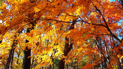 紅葉の背景素材