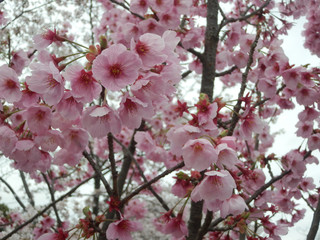 満開の桜 お花見 写真