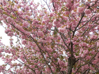 満開の桜 お花見 写真