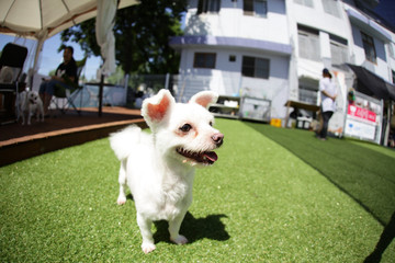 Happy puppies in a private playground