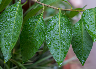 Closeup view of wet green leaves on a twig image in horizontal format with copy space