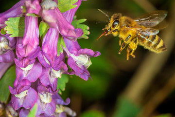 Pollination of the fumewort (Corydalis solida) by the bumbleebee in early spring