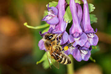 The bumblebee pollinating spotted dead-nettle