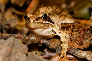 Brown frog hiding in the forest floor