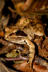 Brown frog hiding in the forest floor