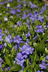 The periwinkle flowers in bloom in forest