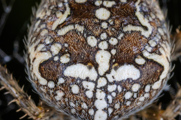 Macro detail of European garden spider