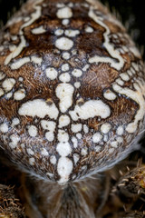 Macro detail of European garden spider