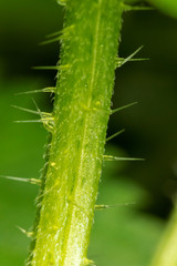 Close-up of the Nettle, Urtica dioica