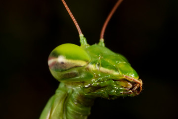 The European mantis (praying mantis) portrait