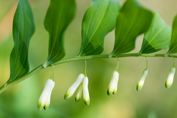 Flower of the Polygonatum odoratum, known as angular Solomon's seal or scented Solomon's seal