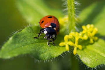 Portrait of the seven-spot ladybird