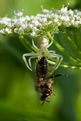 Crab spider with a prey on a flower