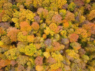 Aerial view of the beech forest in autumn