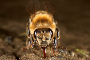 European honey bee drinking water from wet soil