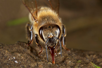 European honey bee drinking water from wet soil