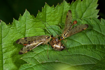 Scorpionflies with the prey on the leaf