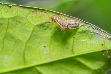 Orange striped spider eating insect