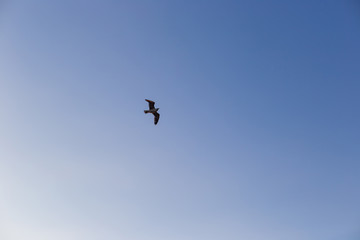 Naklejka na ściany i meble Seagull on a background of blue sky