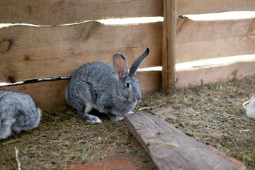 Rabbit in a small shed. Breeding rabbits.