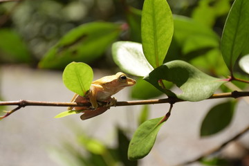  frong on branch of a tree