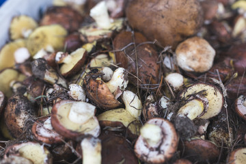 Background with full basket of fresh wild mushrooms.