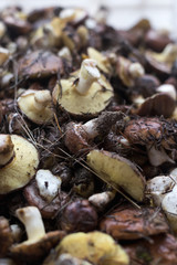 Background with full basket of fresh wild mushrooms.