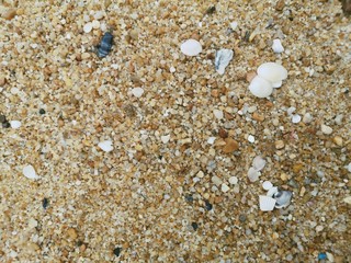 sand and​ shells on the beach
