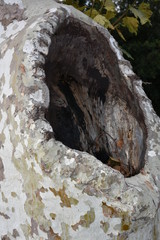a big hole on the tree