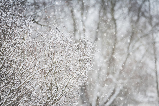 Snowfall on the background of trees-natural winter landscape