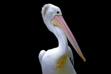 pelecanus conspicillatus, pelicans bird