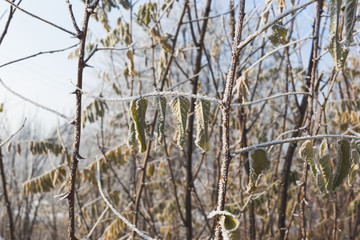 Leaves of acacia covered with hoarfrost