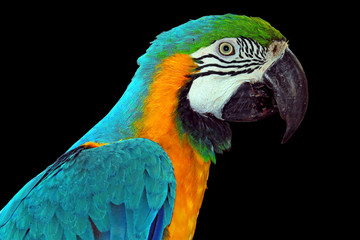 ara macao, macaw bird