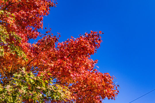 Autumn leaves of Momiji Road in Futtsu City, Chiba Prefecture.