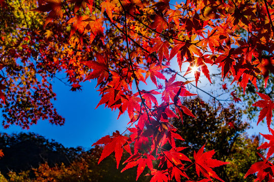 Autumn leaves of Momiji Road in Futtsu City, Chiba Prefecture.