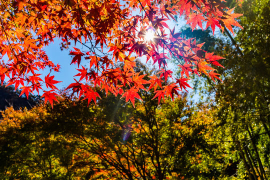 Autumn leaves of Momiji Road in Futtsu City, Chiba Prefecture.