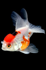 goldfish red cap oranda