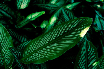 Naklejka na ściany i meble Dark green leaf texture Abstract beautiful dark nature background