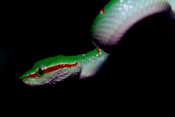 wagleri snakes with black background