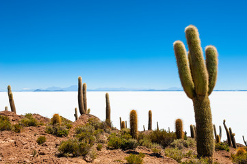 Big green cactuses on Incahuasi island, Salar de Uyuni salt flat, Altiplano, Bolivia. Landscapes of...