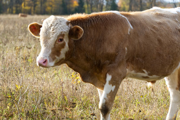 the calf of a young bull walks in the field. close-up photo. Taurus