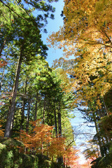 Fototapeta premium Beautiful forest in autumn season