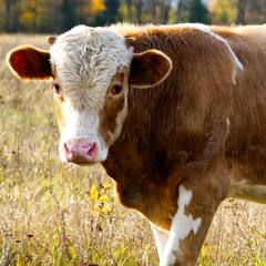 the calf of a young bull walks in the field. close-up photo. Taurus